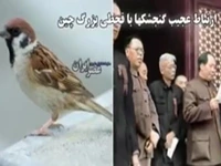 ارتباط عجیب گنجشکها با قحطی بزرگ چین؛ ۴۵ میلیون نفر کشته شدند