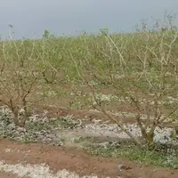 تگرگ به بیش از ۳۵۰۰ هکتار از اراضی کشاورزی پیرانشهر خسارت زد