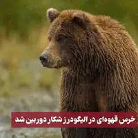 خرس قهوه‌ای در الیگودرز شکار دوربین شد