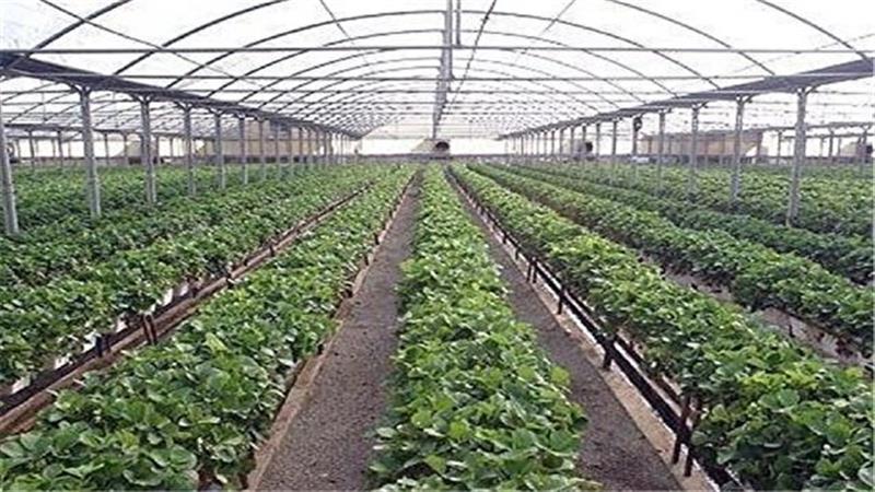 بهرهبرداری از ۳۰۰ هکتار گلخانه در بزرگترین شهرک گلخانهای کشور
