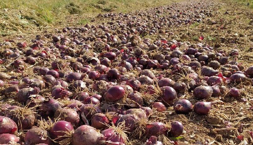خرید تضمینی پیاز در سیستان و بلوچستان آغاز شد