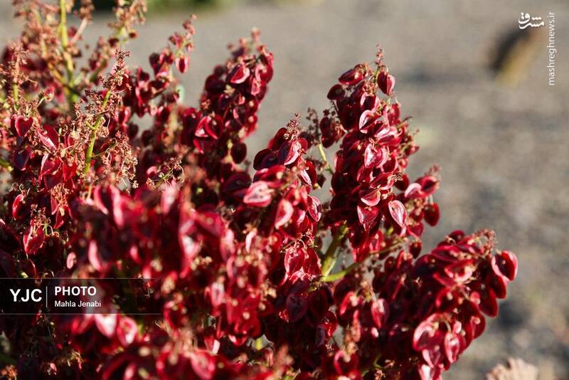 دشت ریواس بردسیر و چشمه گز در کرمان