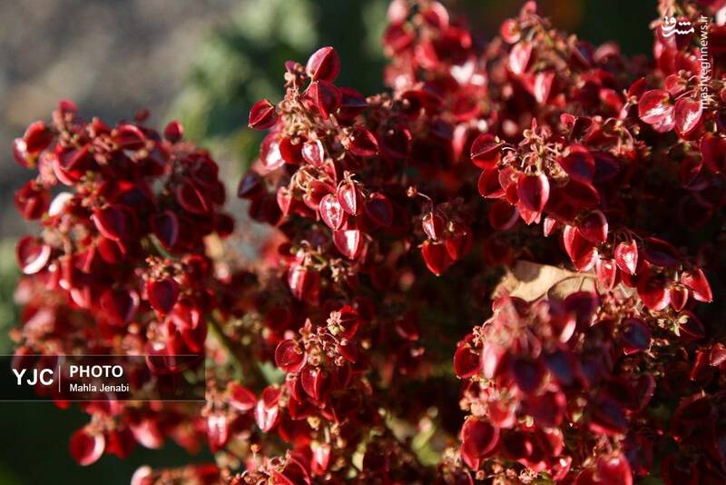 دشت ریواس بردسیر و چشمه گز در کرمان