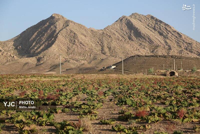 دشت ریواس بردسیر و چشمه گز در کرمان