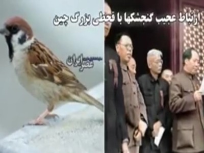 ارتباط عجیب گنجشکها با قحطی بزرگ چین؛ ۴۵ میلیون نفر کشته شدند