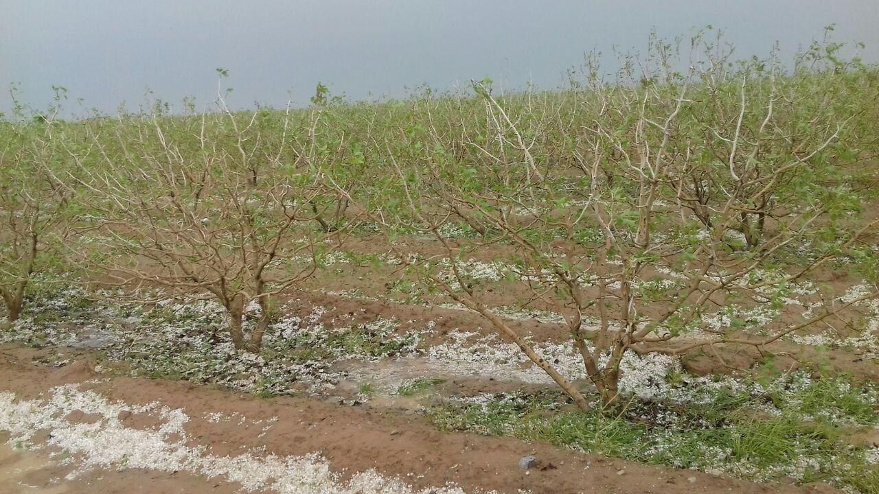 تگرگ به بیش از ۳۵۰۰ هکتار از اراضی کشاورزی پیرانشهر خسارت زد