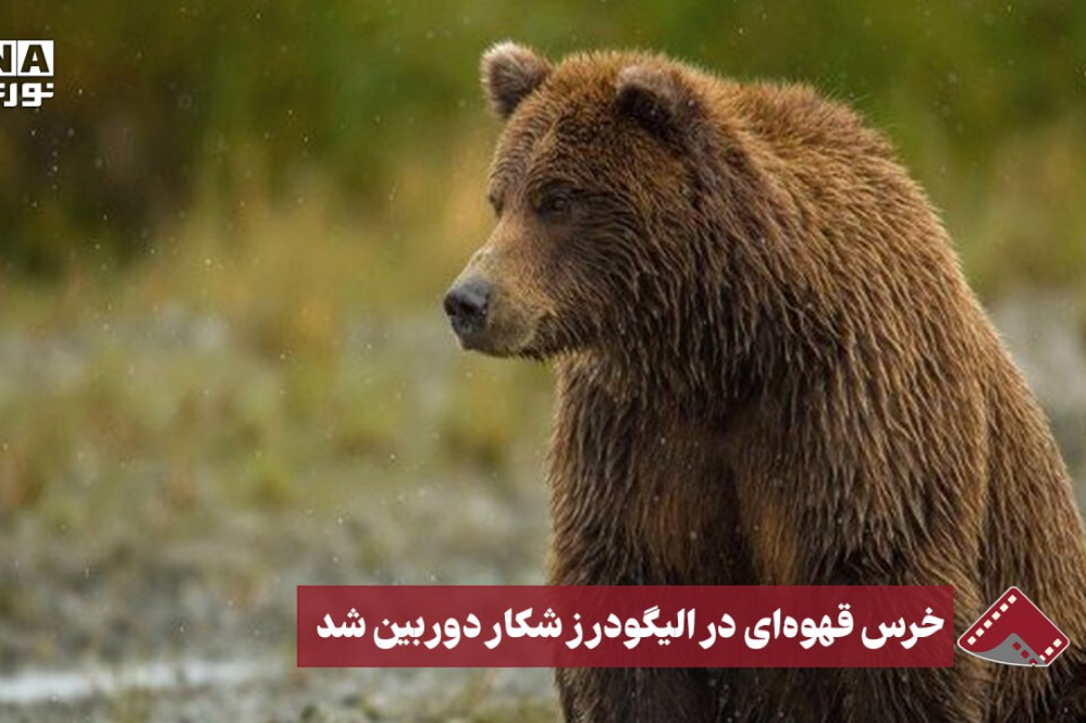 خرس قهوه‌ای در الیگودرز شکار دوربین شد