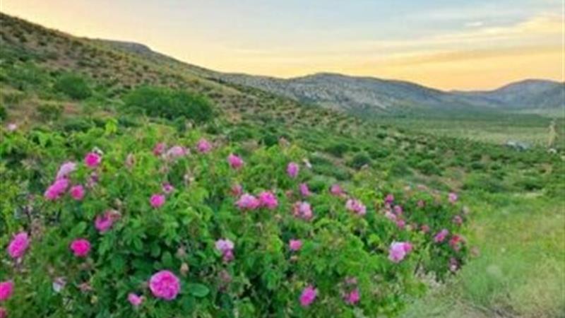 پیش بینی برداشت حدود ۷۰۰ تن گل محمدی از گلستانهای کرمانشاه
