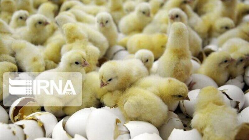 ۶ میلیون و ۴۰۰ هزار قطعه‌ جوجه‌ریزی در مرغداری‌های لرستان انجام شد