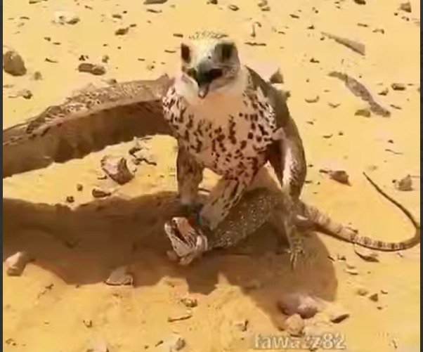 شکار مارمولک توسط شاهین