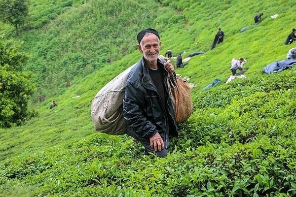 خرید ۲۵ هزار تنی برگ سبز بهاره از چایکاران