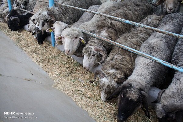 ایمنسازی ۱۵ هزار دام سبک در برابر بیماری آبله و طاعون در کهگیلویه