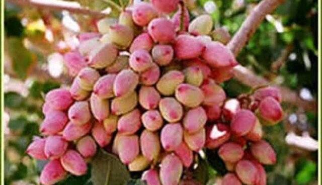 برگزاری روز مزرعه پسته در جنوب کرمان