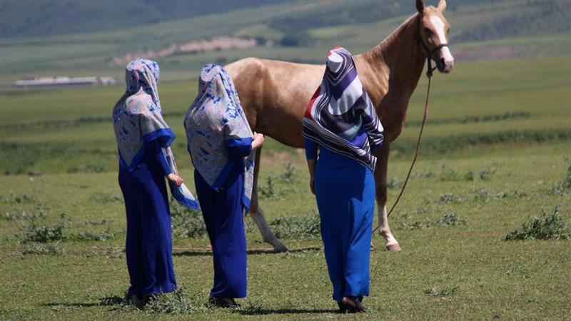 شکوه اسب ترکمن در صوفیان کلاله؛ جشنواره نوزدهم به روایت زیبایی