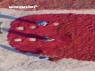 خشک کردن زرشک