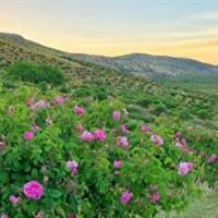 پیش بینی برداشت حدود ۷۰۰ تن گل‌ محمدی از گلستانهای کرمانشاه