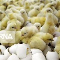 ۶ میلیون و ۴۰۰ هزار قطعه‌ جوجه‌ریزی در مرغداری‌های لرستان انجام شد