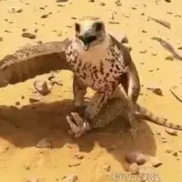شکار مارمولک توسط شاهین