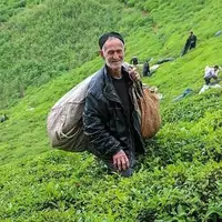 خرید ۲۵ هزار تنی برگ سبز بهاره از چایکاران