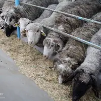 ایمن‌سازی ۱۵ هزار دام سبک در برابر بیماری آبله و طاعون در کهگیلویه