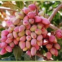 برگزاری روز مزرعه پسته در جنوب کرمان