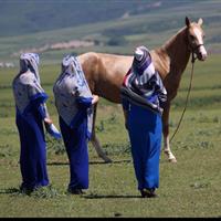 شکوه اسب ترکمن در صوفیان کلاله؛ جشنواره نوزدهم به روایت زیبایی