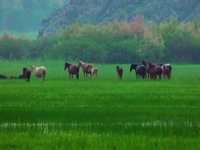دشت زیبا و سرسبز شیمبار در خوزستان