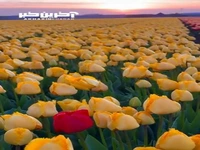 بهار زیبا در لاله زار هلند