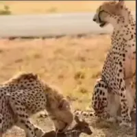 شکار بچه آهو توسط یوزپلنگ ها