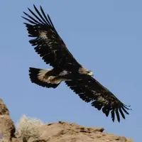 ابهت و شکوه عقاب طلایی در ارتفاعات البرز