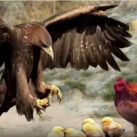 دفاع جانانه مادر از جوجه ها در مقابل عقاب