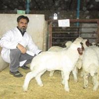 دستاورد جدید محققان کرمانشاهی در کاهش مرگ و میر بره‌های گوسفند نژاد سنجابی