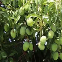 برداشت انبه نارس در میناب