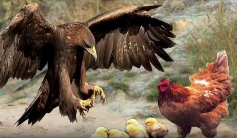 دفاع جانانه مادر از جوجه ها در مقابل عقاب