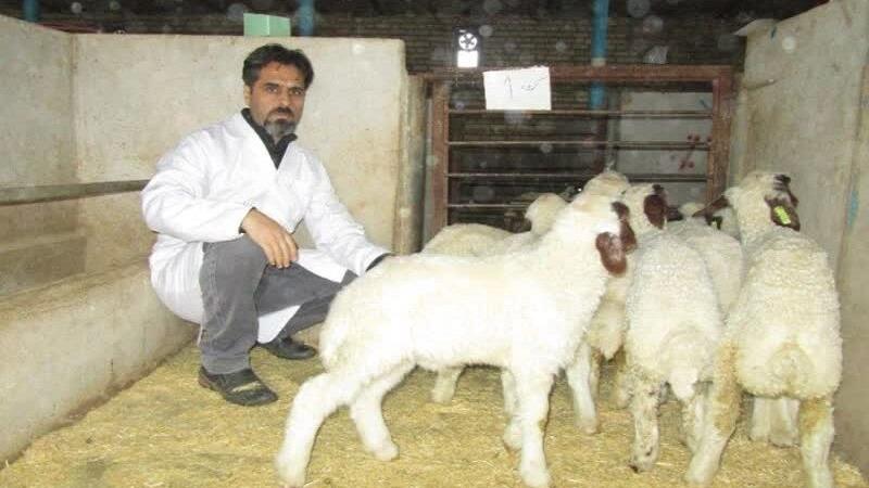 دستاورد جدید محققان کرمانشاهی در کاهش مرگ و میر برههای گوسفند نژاد سنجابی