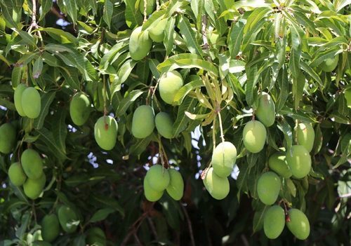 برداشت انبه نارس در میناب