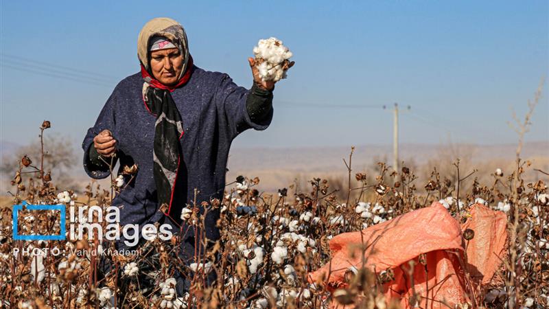 رئیس کمیسیون کشاورزی: احیای پنبه و زراعت چوب کلید توسعه گلستان است