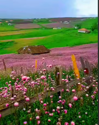ارتفاعات پر گل و زیبای تالش