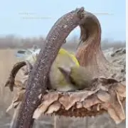 خوابیدن جالب پرندگان در مزارع آفتاب گردان