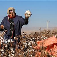 رئیس کمیسیون کشاورزی: احیای پنبه و زراعت چوب کلید توسعه گلستان است