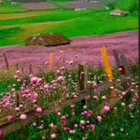  ارتفاعات پر گل و زیبای تالش