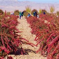 استانداردسازی؛ حلقه مفقود توسعه کشاورزی در خراسان جنوبی
