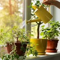بدترین زمان برای آبیاری گیاهان آپارتمانی