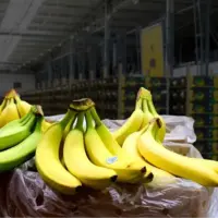 دلیل افزایش بی‌رویه قیمت موز در بازار