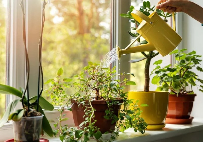 بدترین زمان برای آبیاری گیاهان آپارتمانی