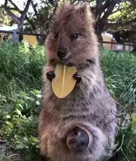 غذا خوردن یک کوئوکای شاد با نوزادش
