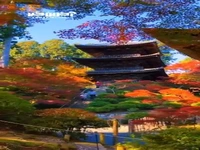 برگ های پاییزی در استان شیگای چین