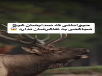 تفاوت عجیب صدای حیوانات و ظاهرشان!