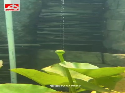 تولید اکسیژن توسط یک گیاه در زیر آب