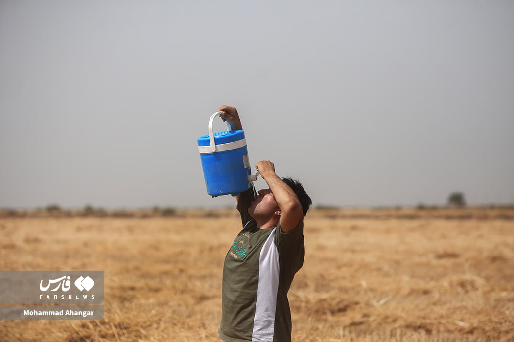 تصاویر زیبای برداشت گندم در دشت آزادگان